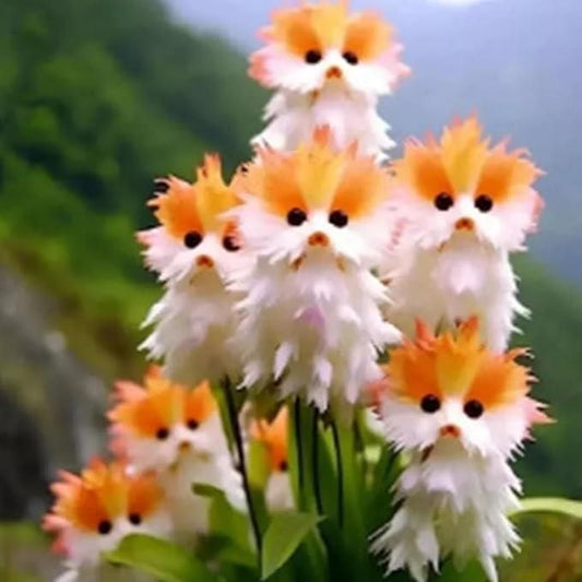 Cat Eye Dazzle Flower Plant Seeds – Adorable Bloom with Free Organic Flower Pot 500 seeds