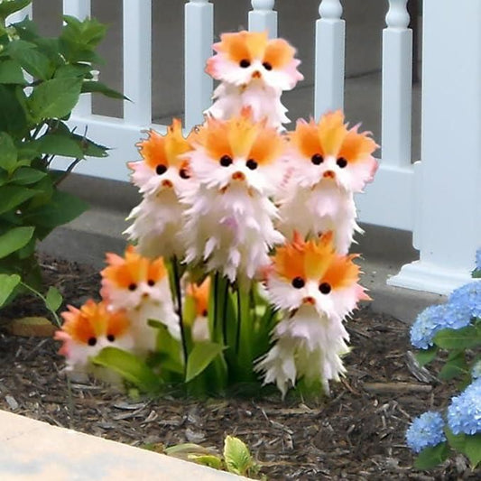 Cat Eye Dazzle Flower Plant Seeds – Adorable Bloom with Free Organic Flower Pot 500 seeds